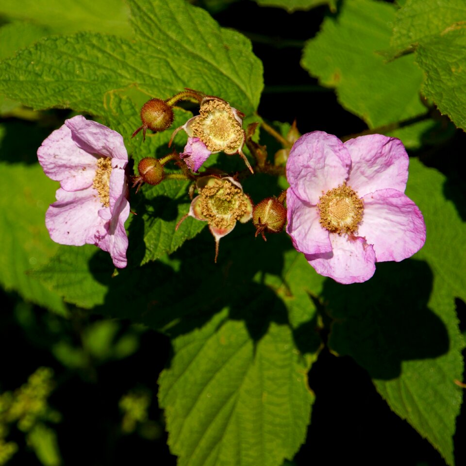Flower core an increase in plant