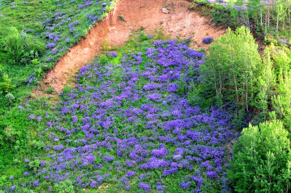 Spring flowers green landscape
