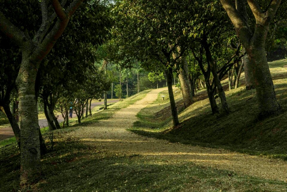 Nature trail path