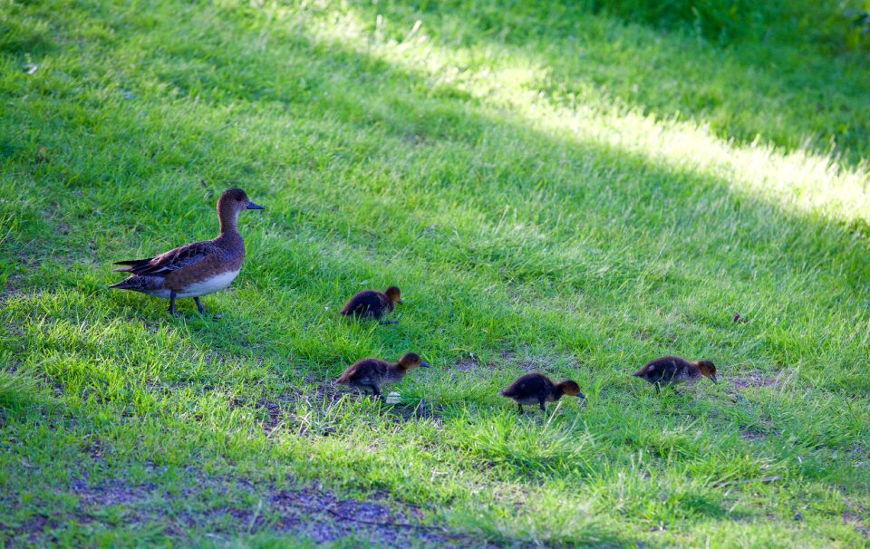Family ducks nature ducks