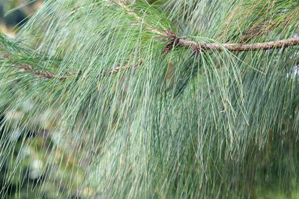 Petiole leaves