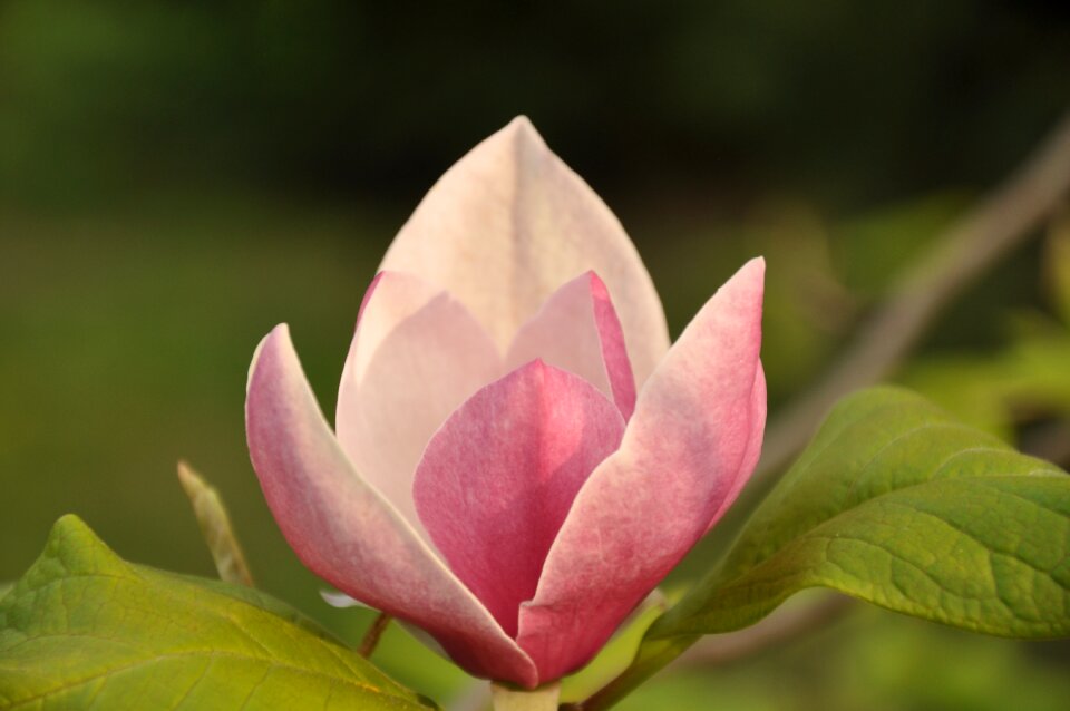 Pink flower nature garden