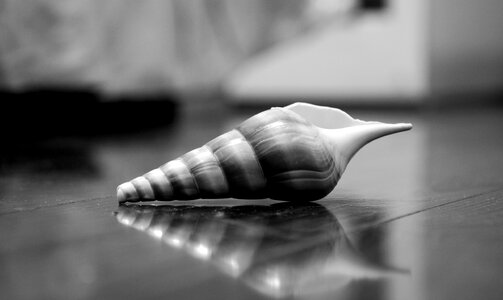 Shell silent the thing