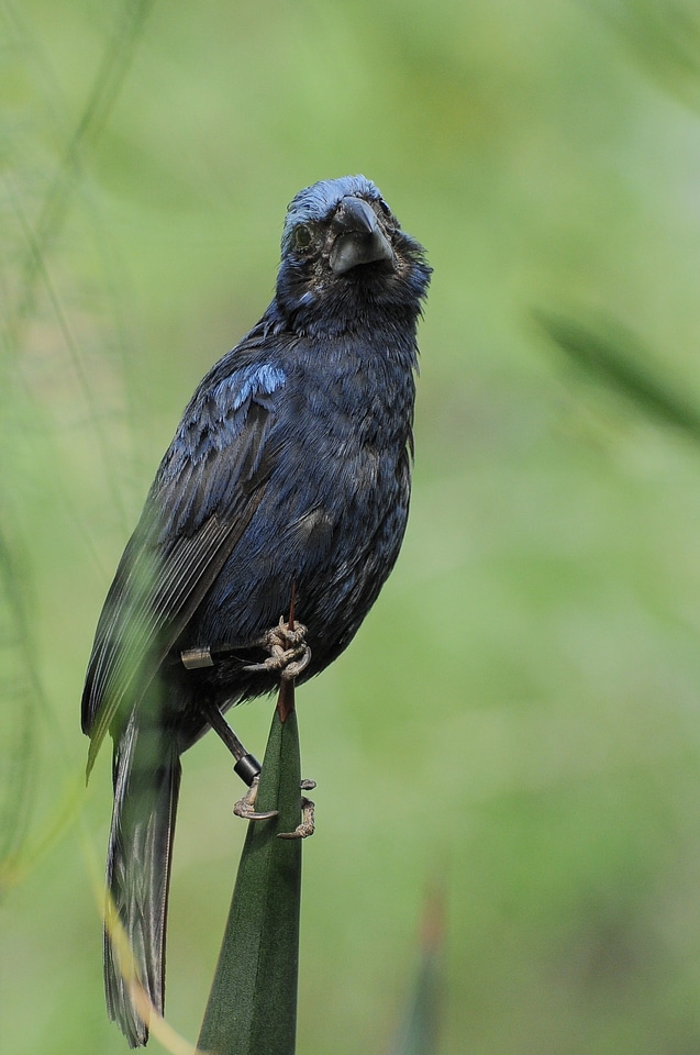 Bird blue feather