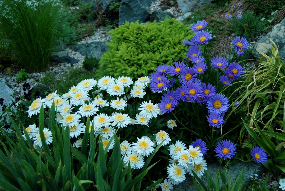 Aster alpine the garden of stones