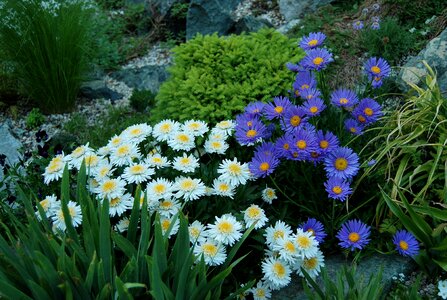 Aster alpine the garden of stones