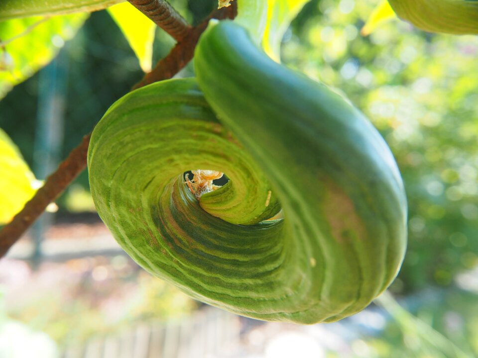 Food eat snake pickle