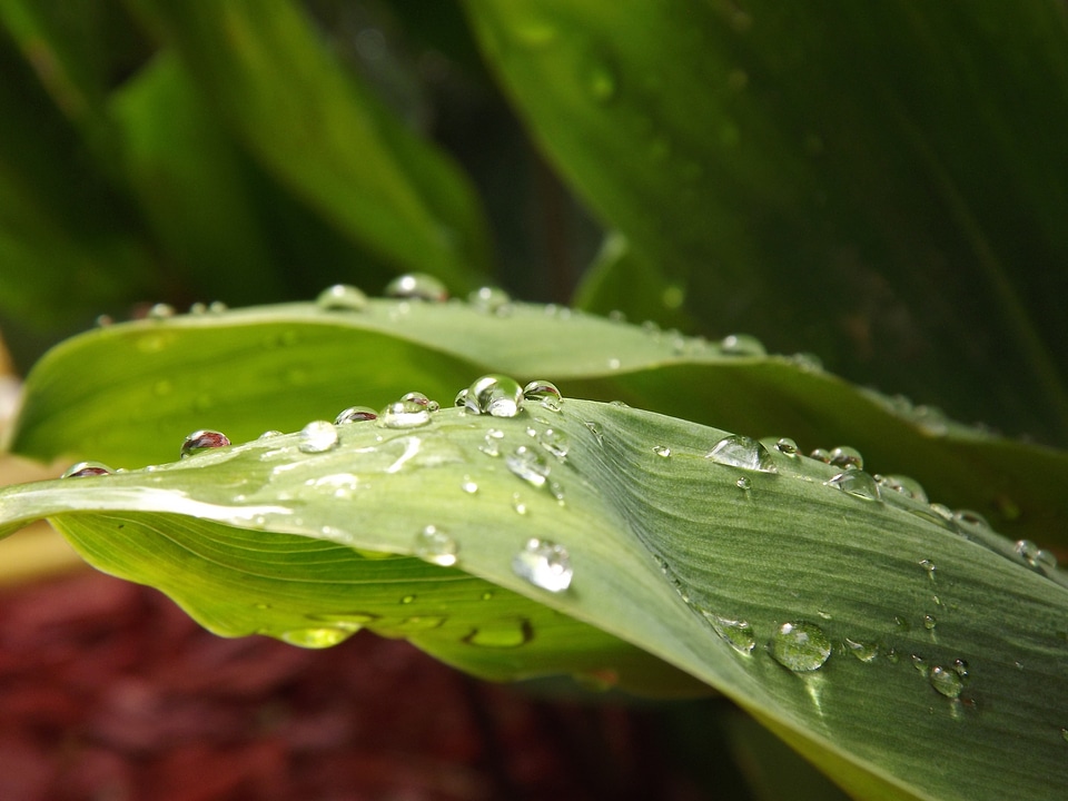 Raindrop flower drop of water