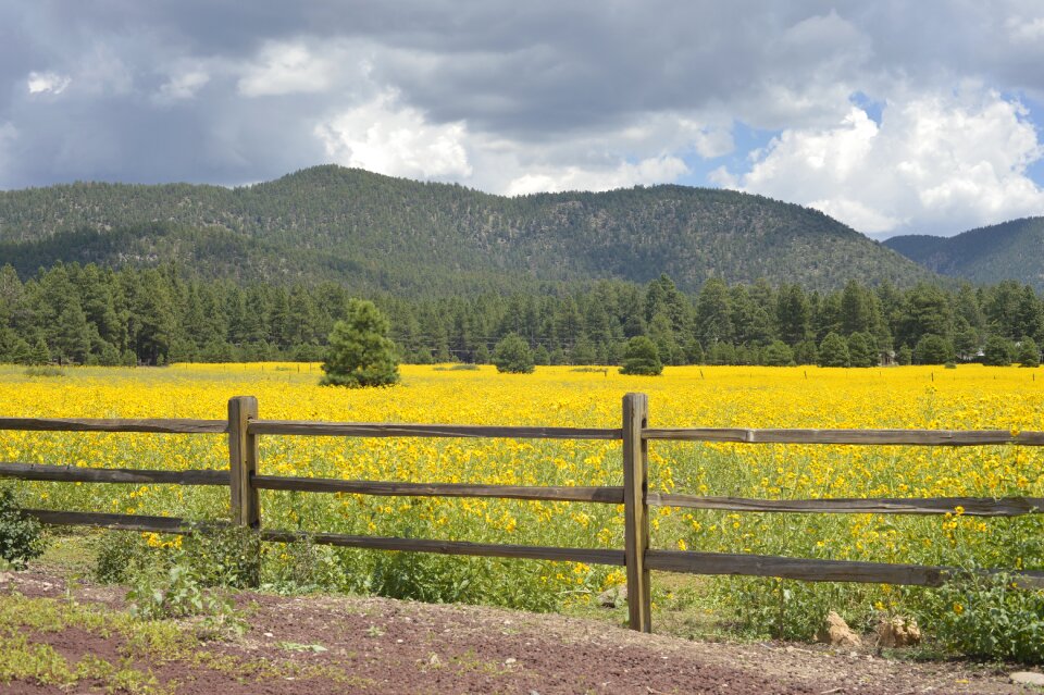 Yellow storm fence