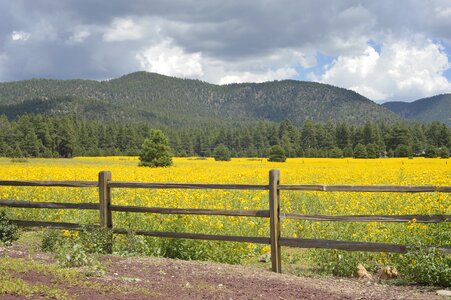 Yellow storm fence photo
