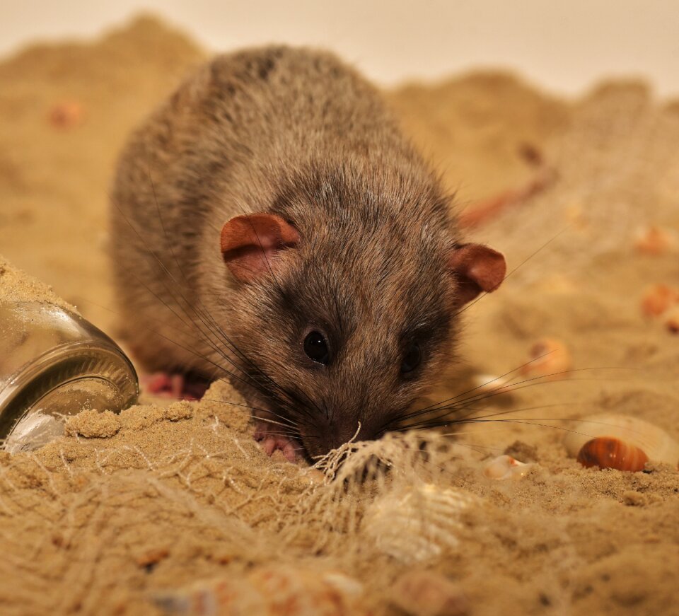 Cute animal possierlich