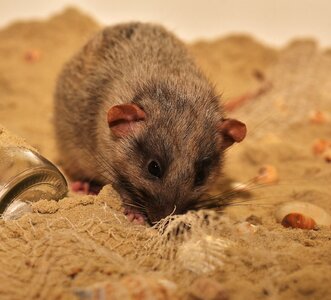 Cute animal possierlich