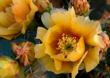 Yellow flower desert photo