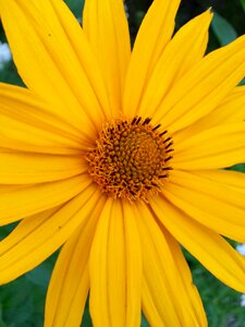 Stamens sunny macro