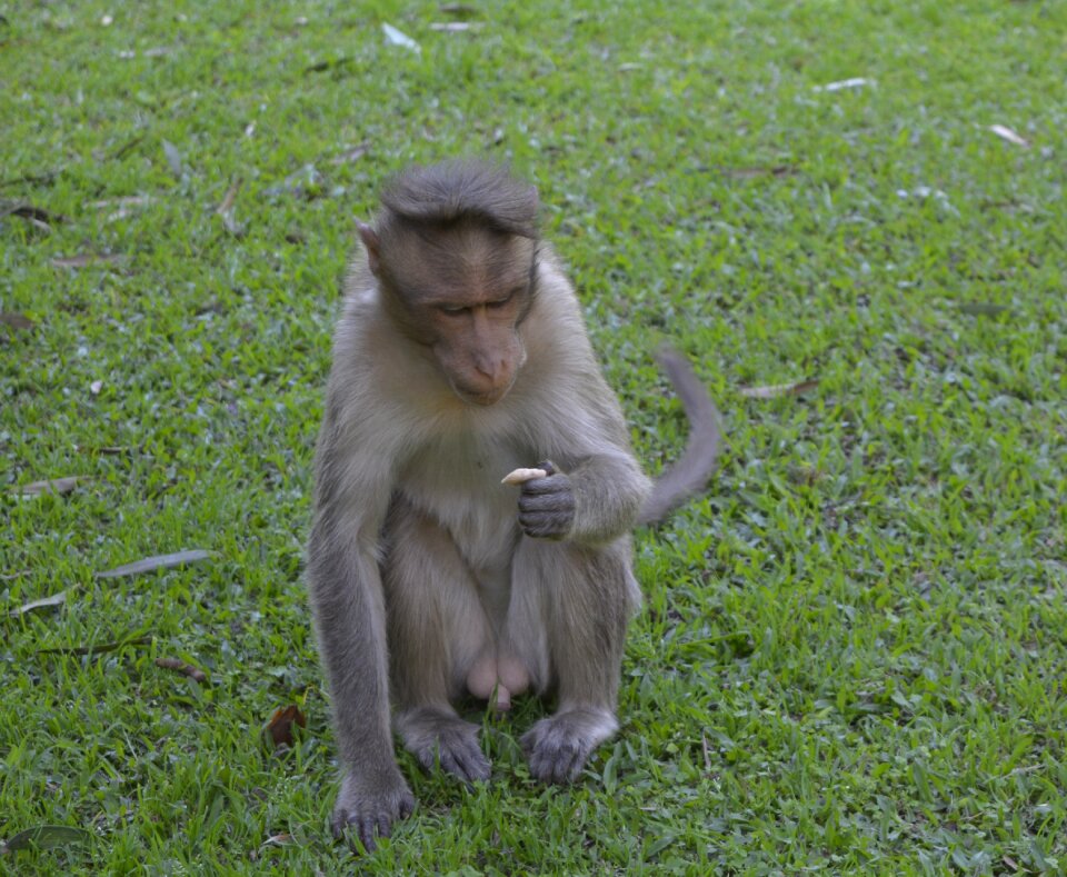 Eating garden wildlife