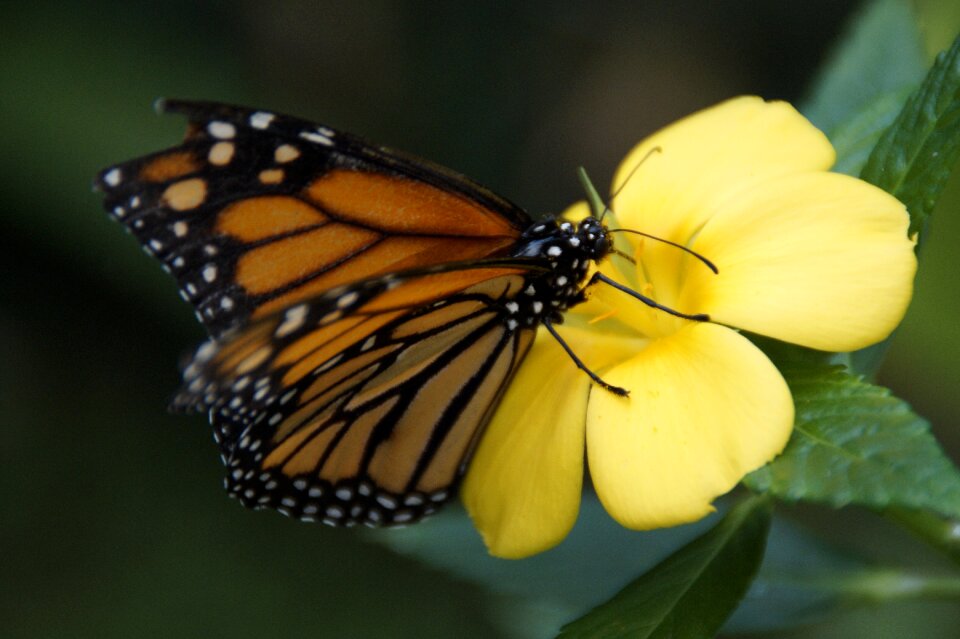 Monarch butterfly wing tropical