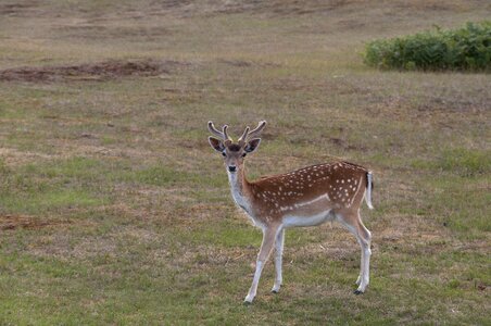 Antlers grass nature photo