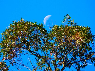 Nature tree moon