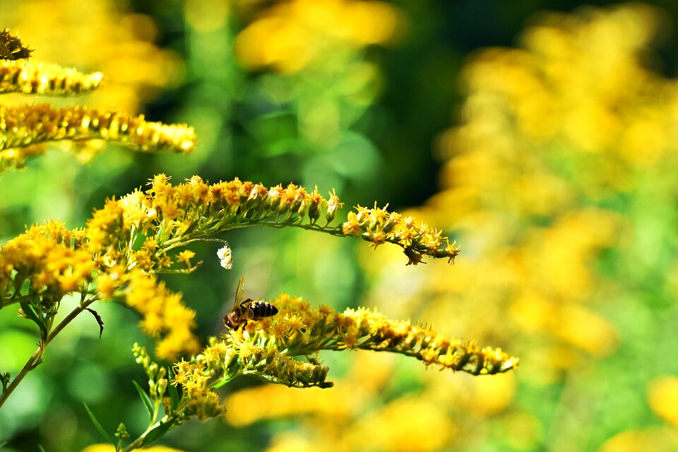 Blossom bloom plant