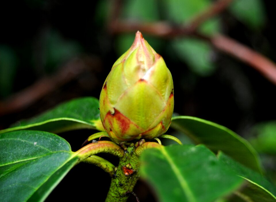 Flower bud green