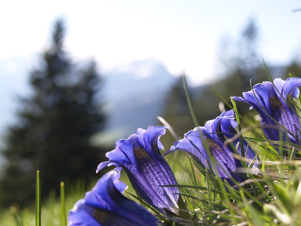 Flower alpine flower flora photo