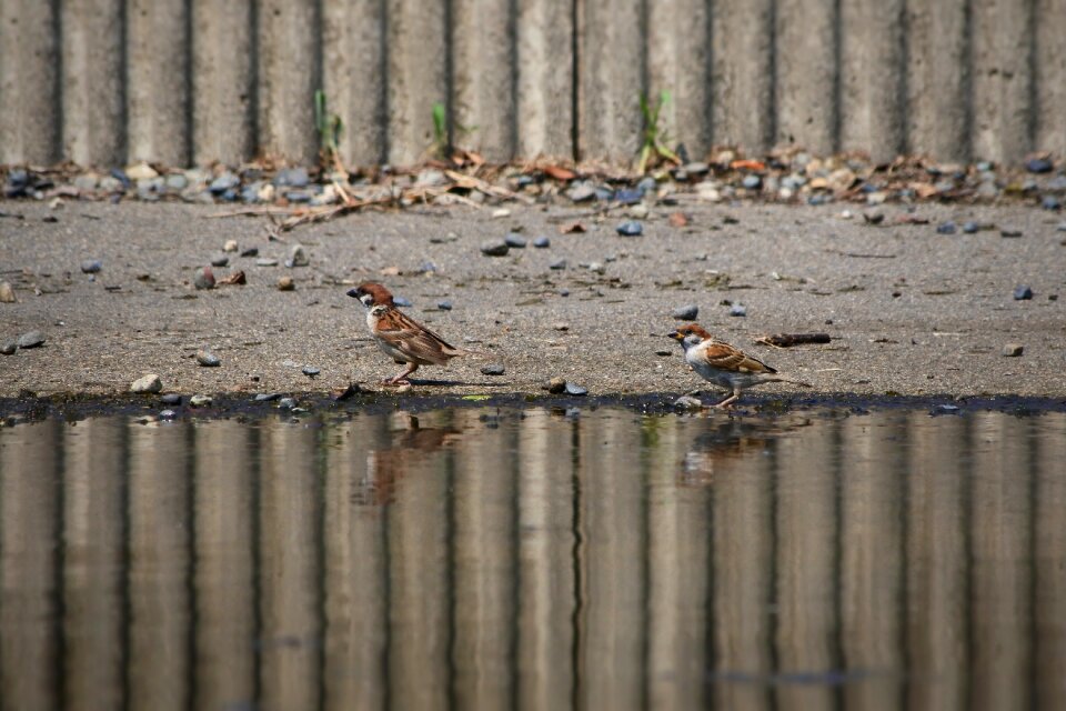 Wild birds wild animal pond