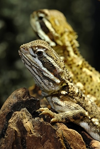 Lizard animal attention