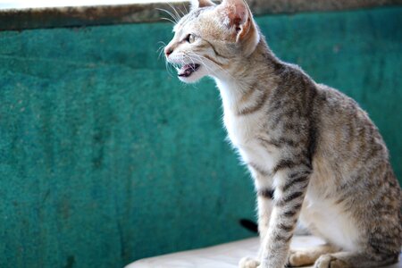 Kitten pet cute