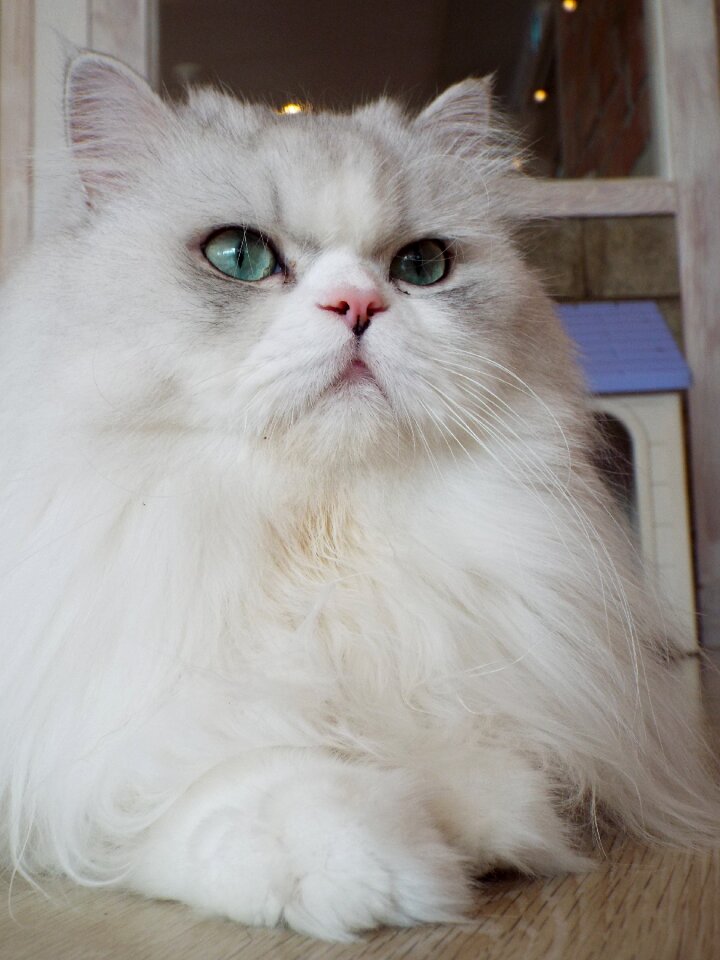 Cute animal domestic