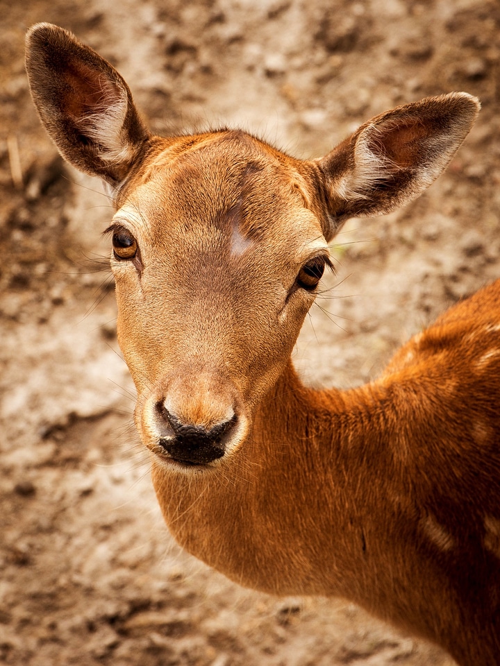 Forest scheu hirsch