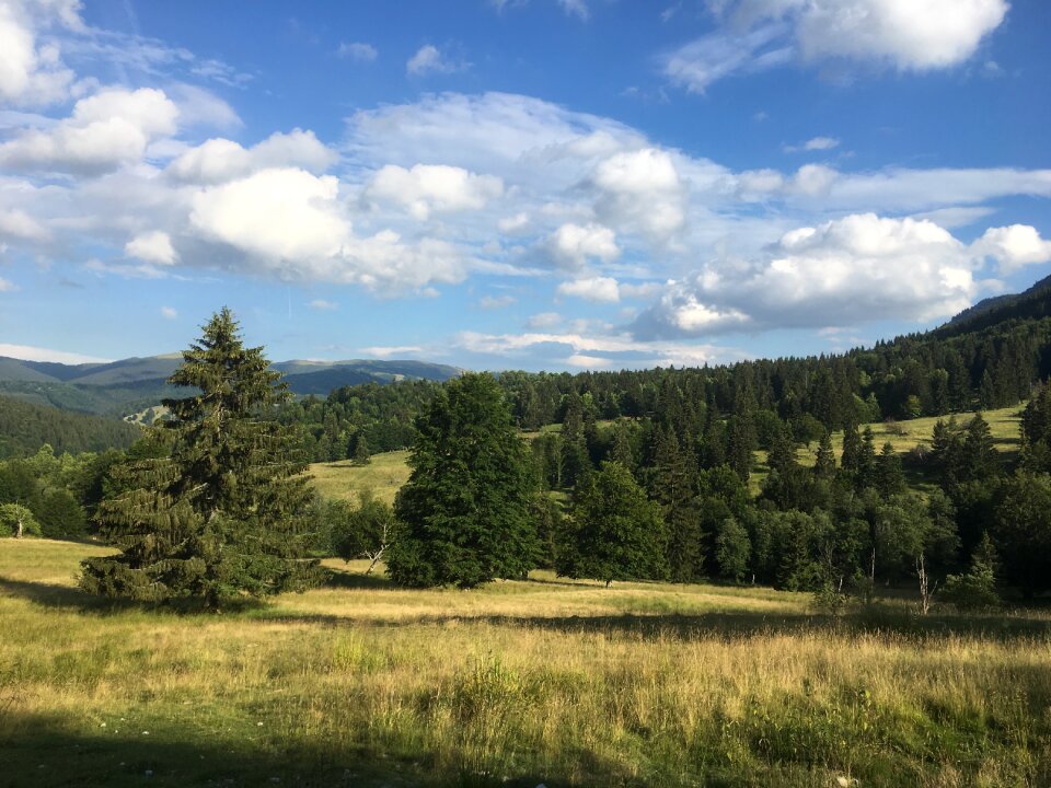 Fir mountain cloud photo