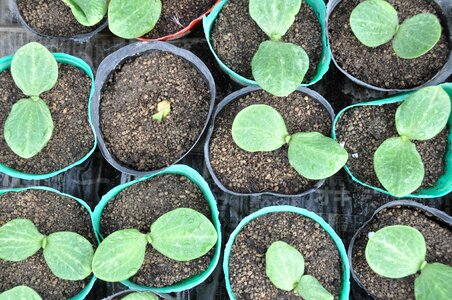 Bud seedlings futaba