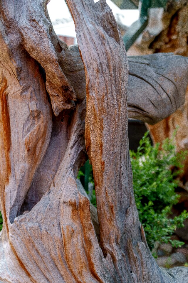 Old root gnarled tree root