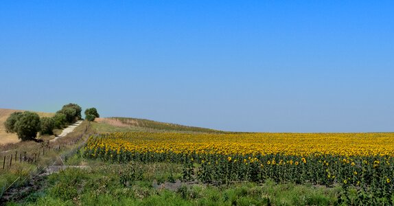 Sunflower flower pipes