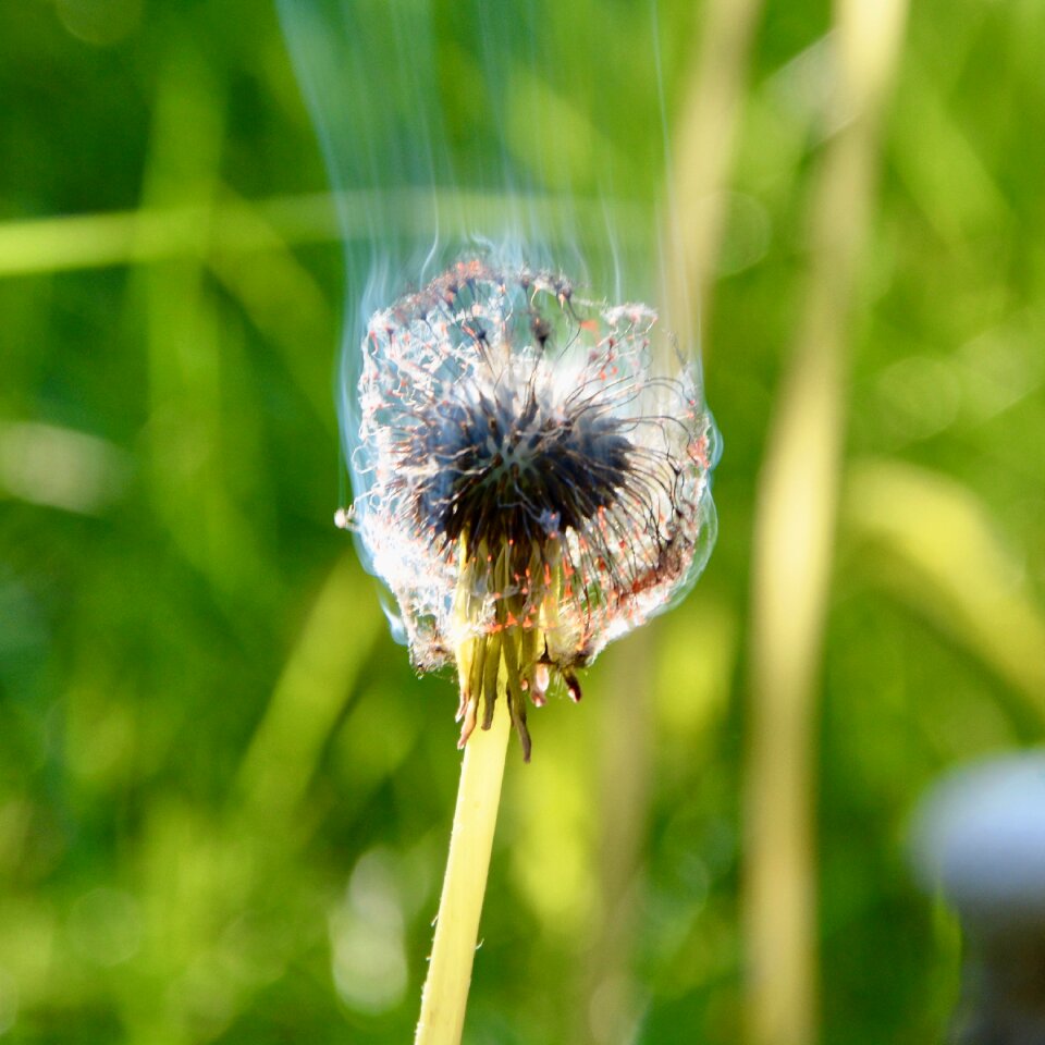 The devastation taraxacum officinale weed