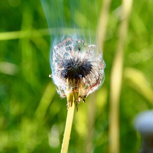 The devastation taraxacum officinale weed