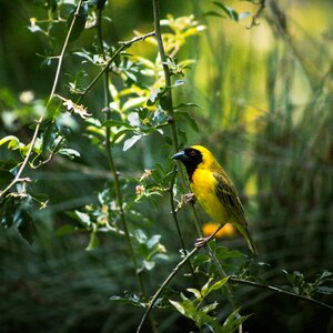 Beak feather animal