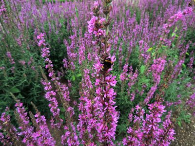 Hummel focus paradise