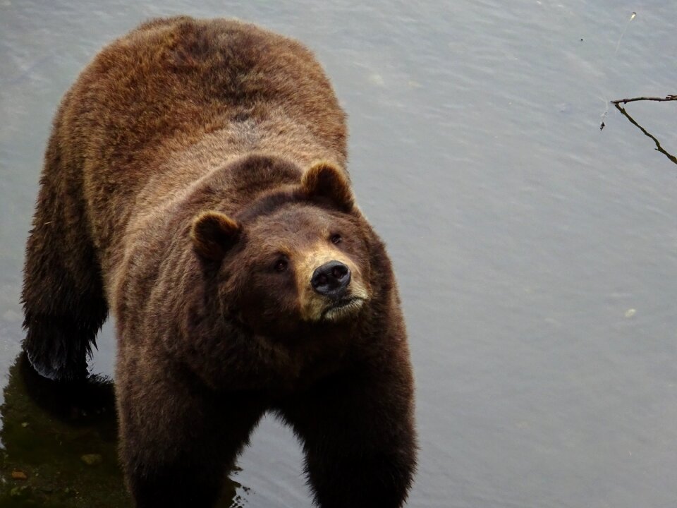 Wild animal grizzly