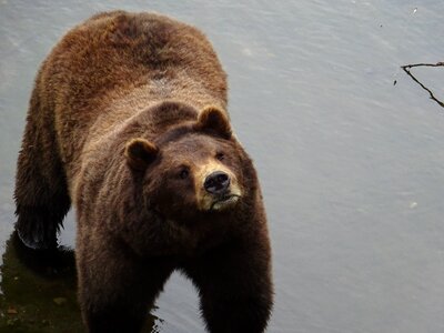 Wild animal grizzly
