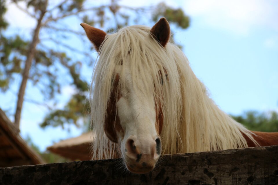 Horse animal zoo