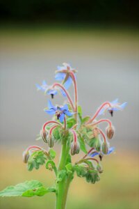 Flowers herbs canon