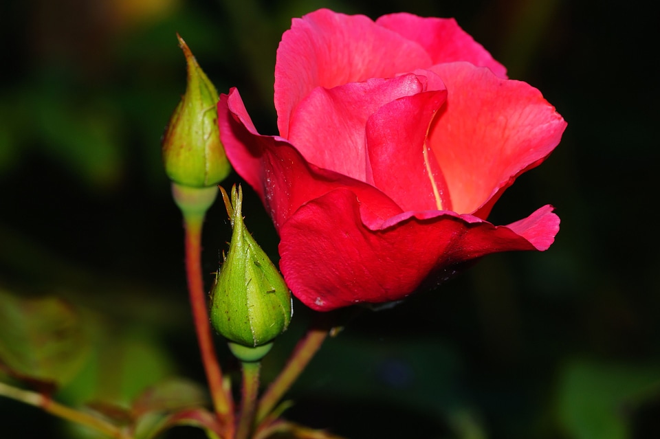 Rose bloom red fragrance photo