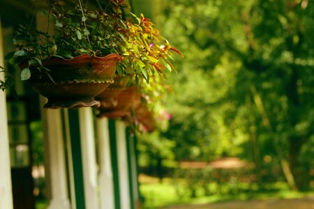 Pot garden house photo