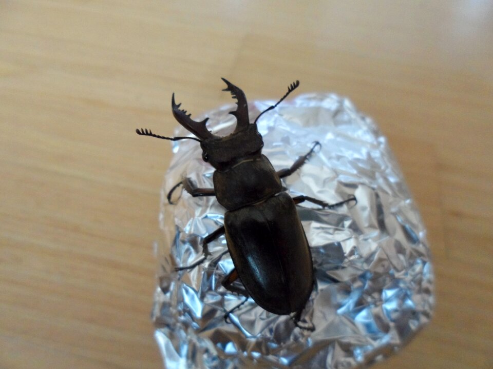 Insects bug cool