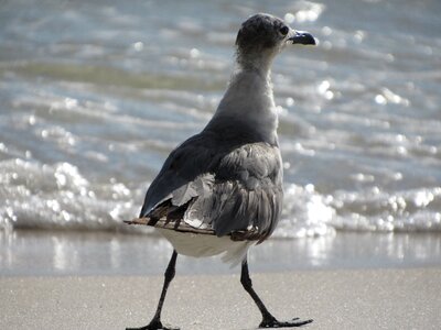 Bird avian beach