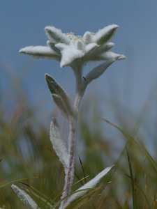 Fluffy white rarely