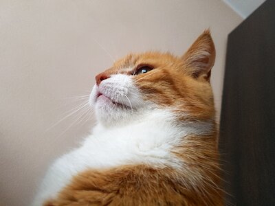 Cat rudy downy