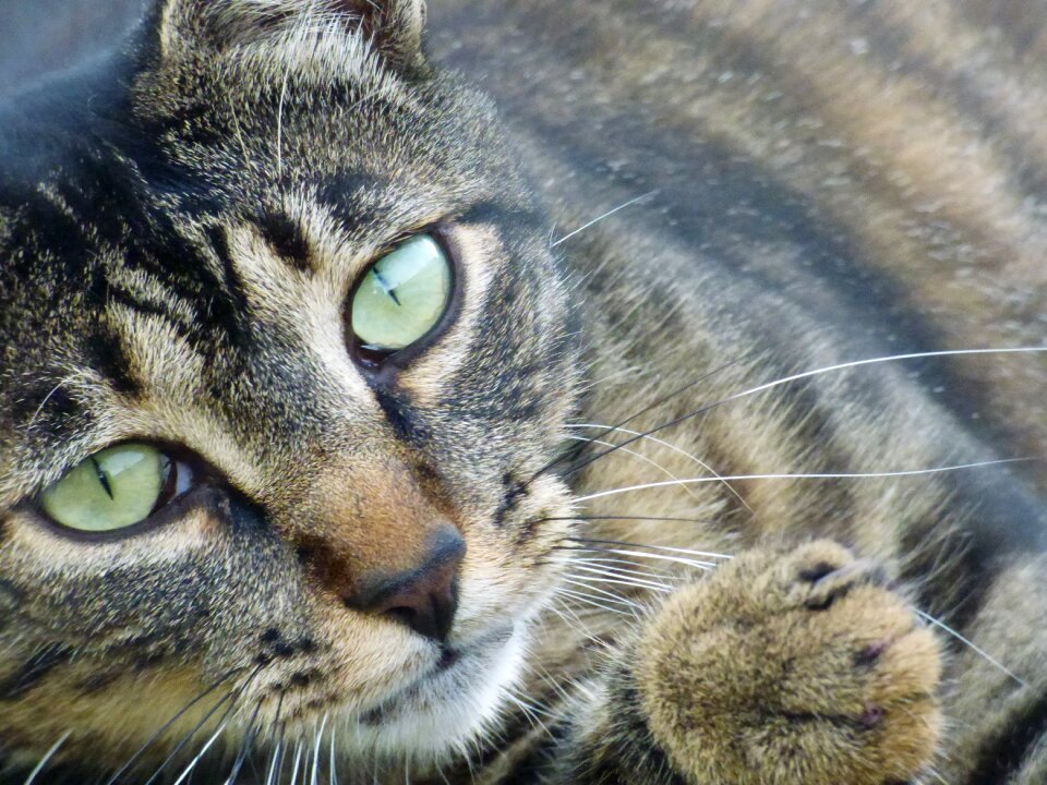 Feline tabby domestic animal