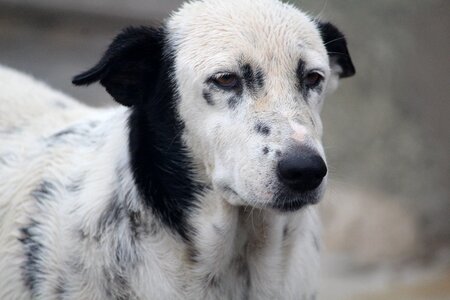 Sad canine old